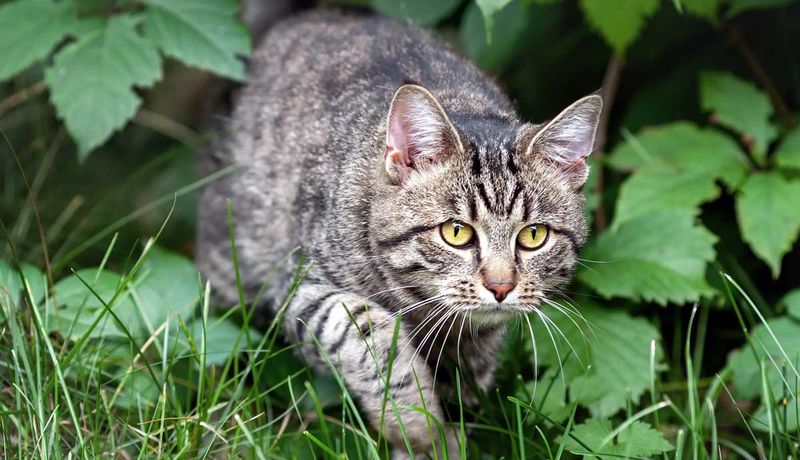 Hunting And Stalking