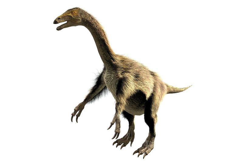 Nothronychus