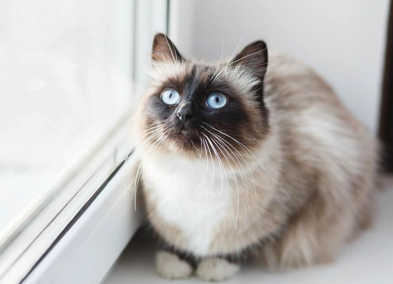 The Birman Temperament