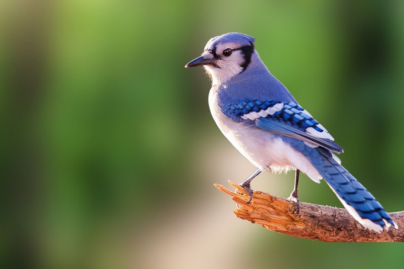 Bold Blue Jays