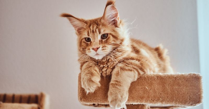 Lap-Loving Maine Coons