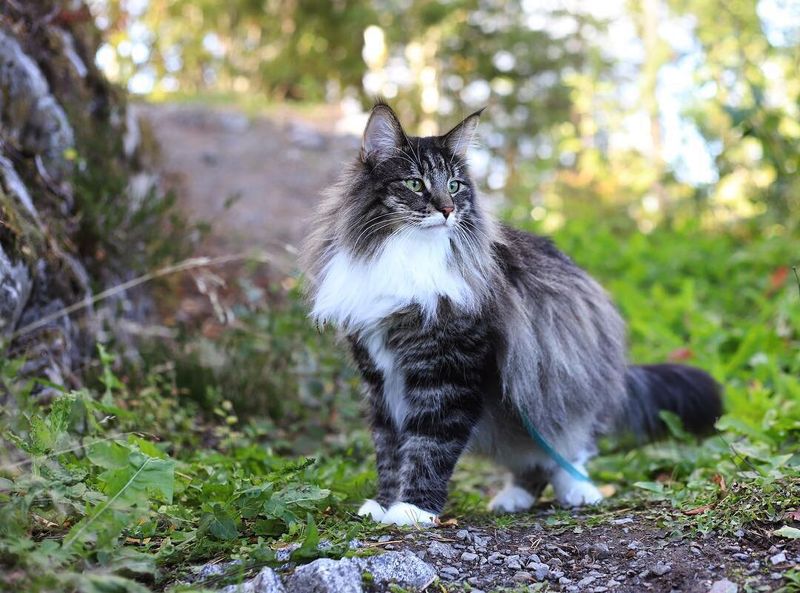Norwegian Forest Cat: Northern Lynx Lookalike