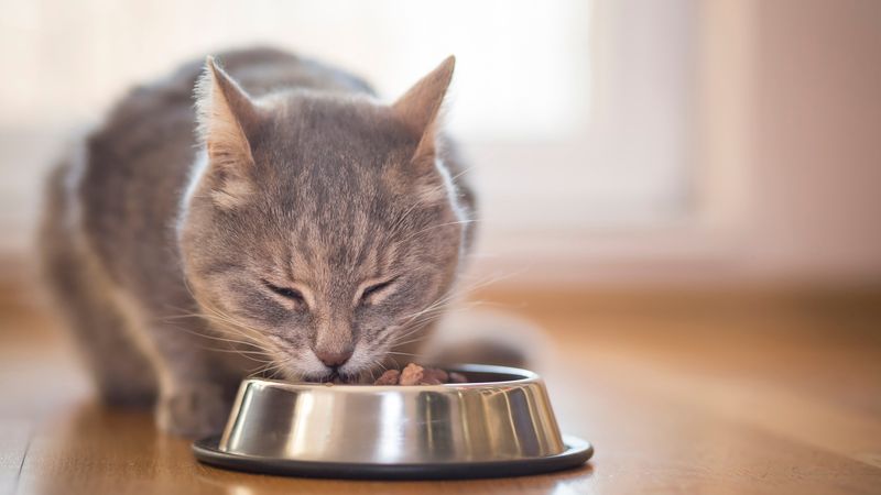 Leave Out Food And Water