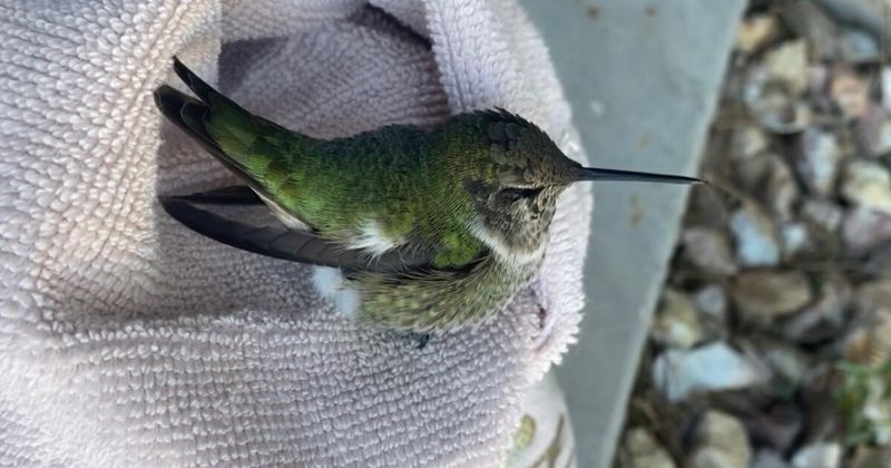 Approach A Grounded Hummingbird Safely