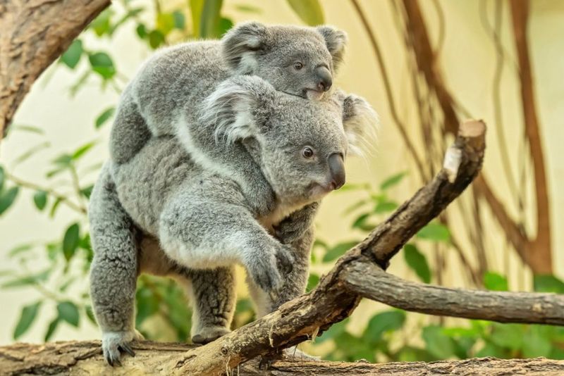 Koala's Eucalyptus Education