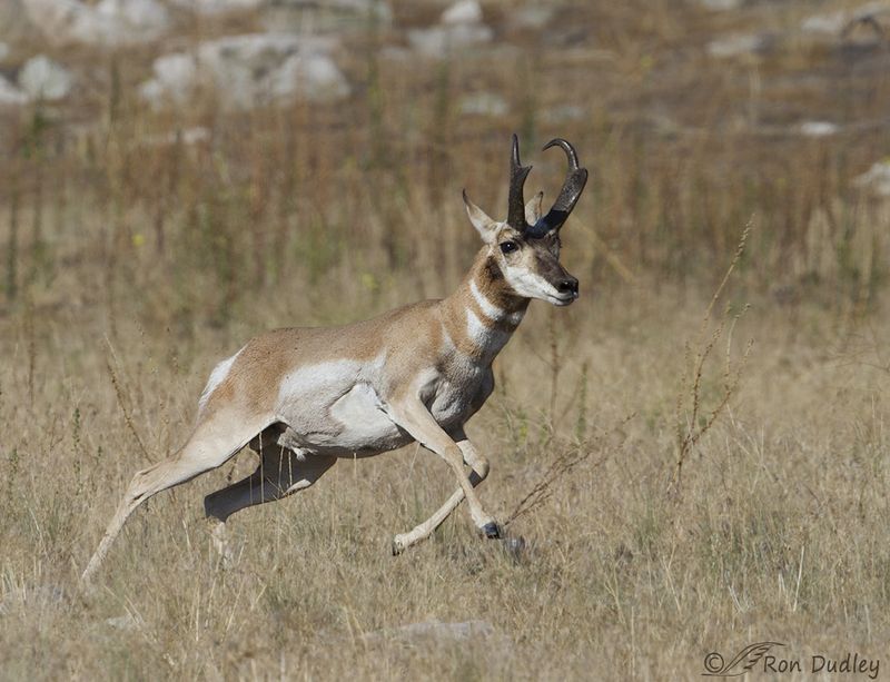 Pronghorn Antelope