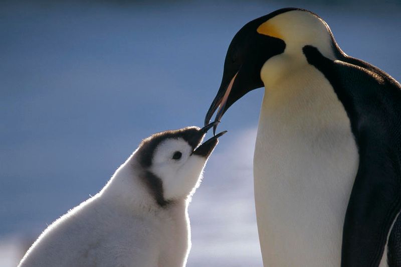 Emperor Penguin