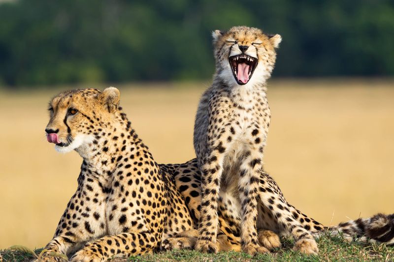 Cheetah