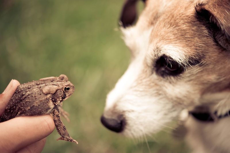 Amphibian Allies