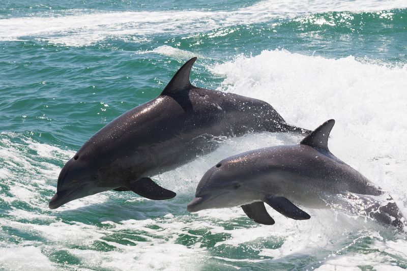 Dolphin
