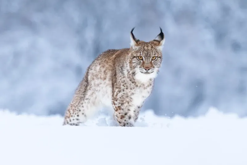 Eurasian Lynx