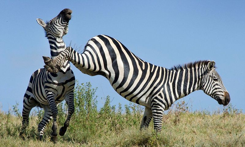 Zebras Are Always Calm And Friendly