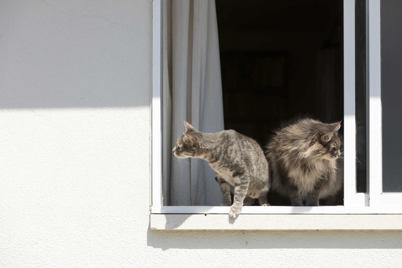 Open Windows Without Screens
