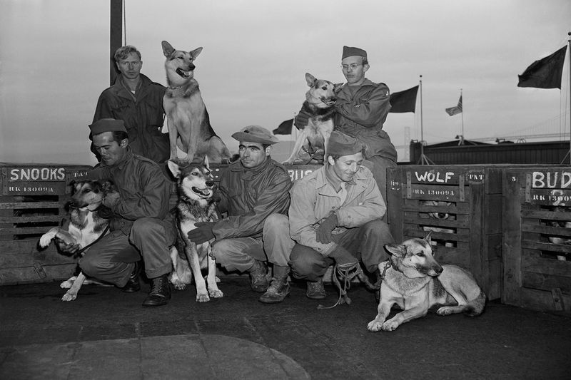 The First Military Dogs Of WWII