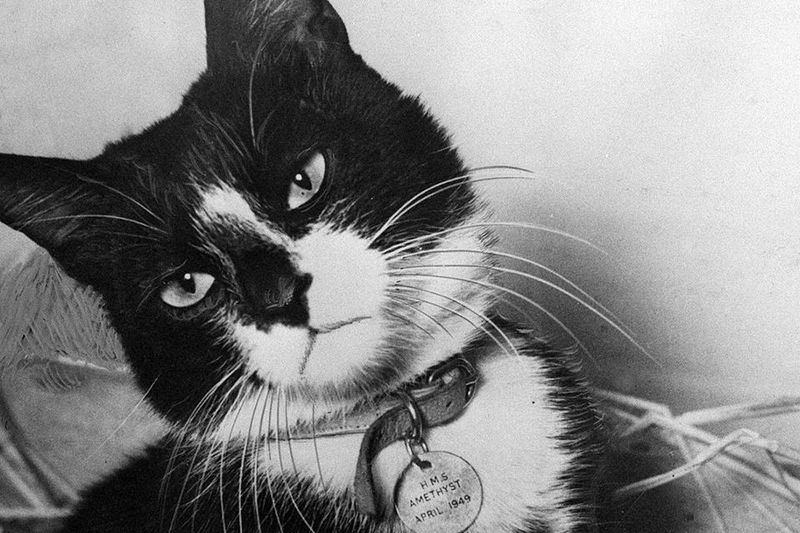 Simon The Able Seacat