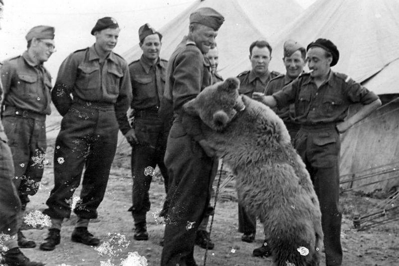 Wojtek: The Bear Who Joined The Polish Army