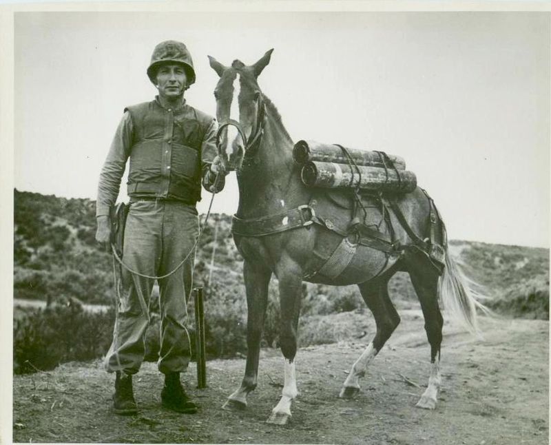 Reckless: The Horse Who Outranked Her Marines