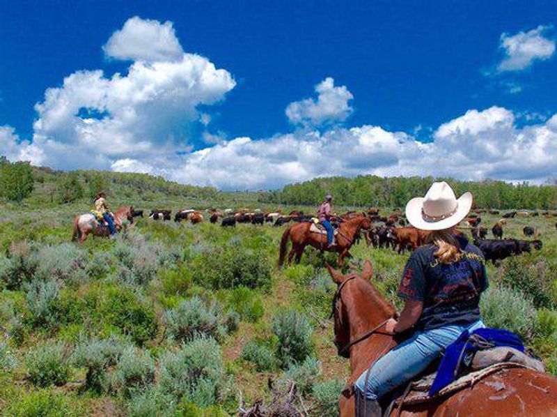 Focus Ranch – Wyoming's Working Cattle Operation
