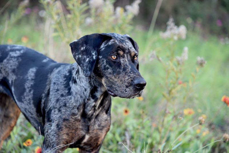 Catahoula Leopard Dog: The Multi-Colored Hog Hunter