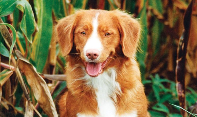 Nova Scotia Duck Tolling Retriever