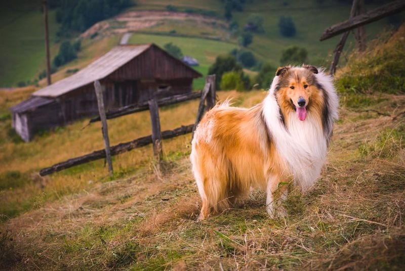 Collies: The Intuitive Companions