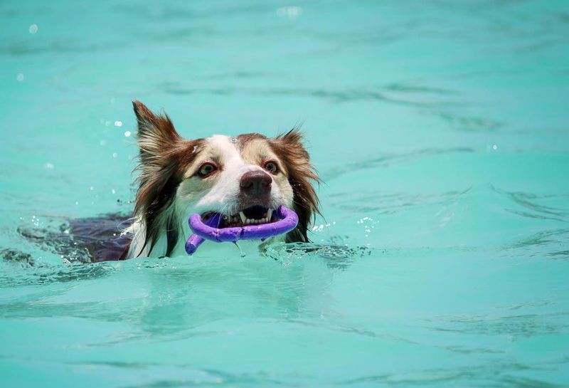 Swimming Adventures