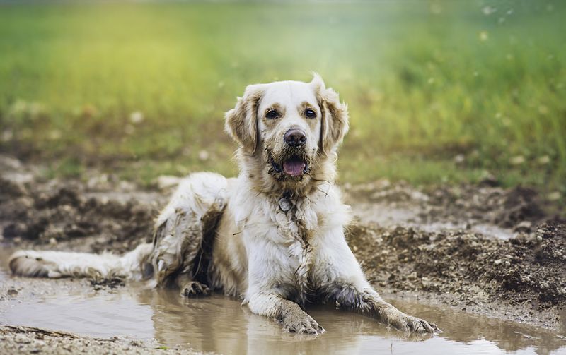 Rolling In Mud