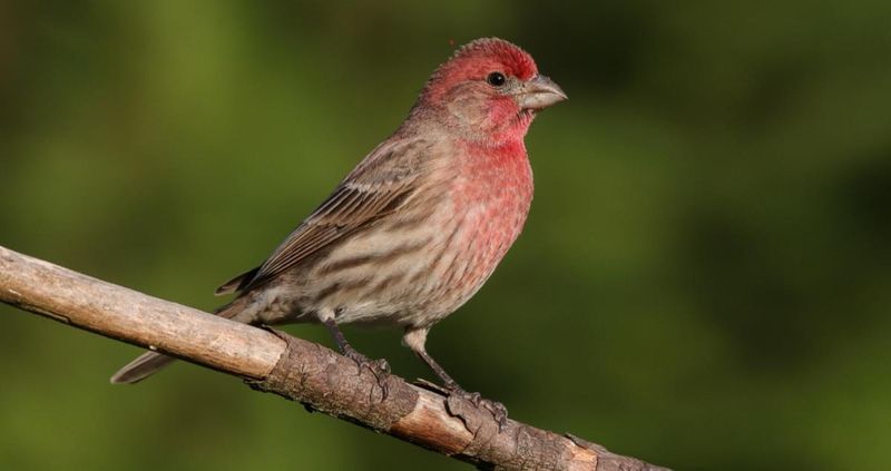House Finch
