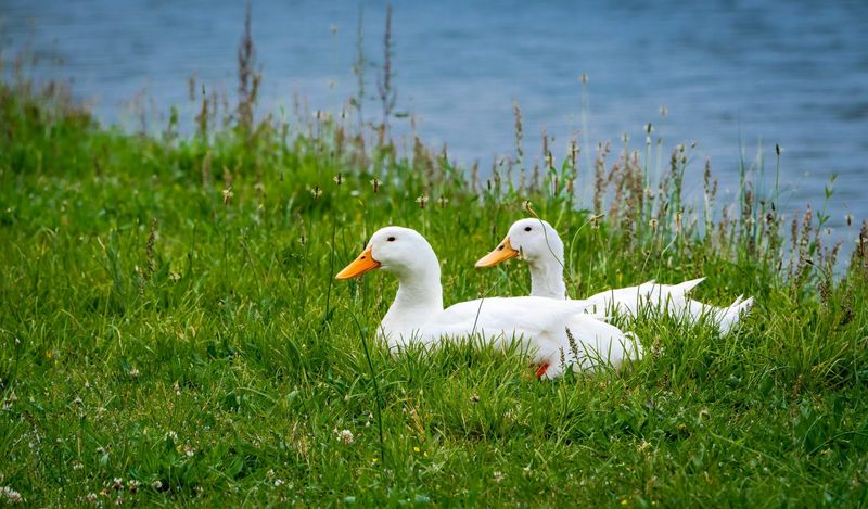 Duck (Pekin)