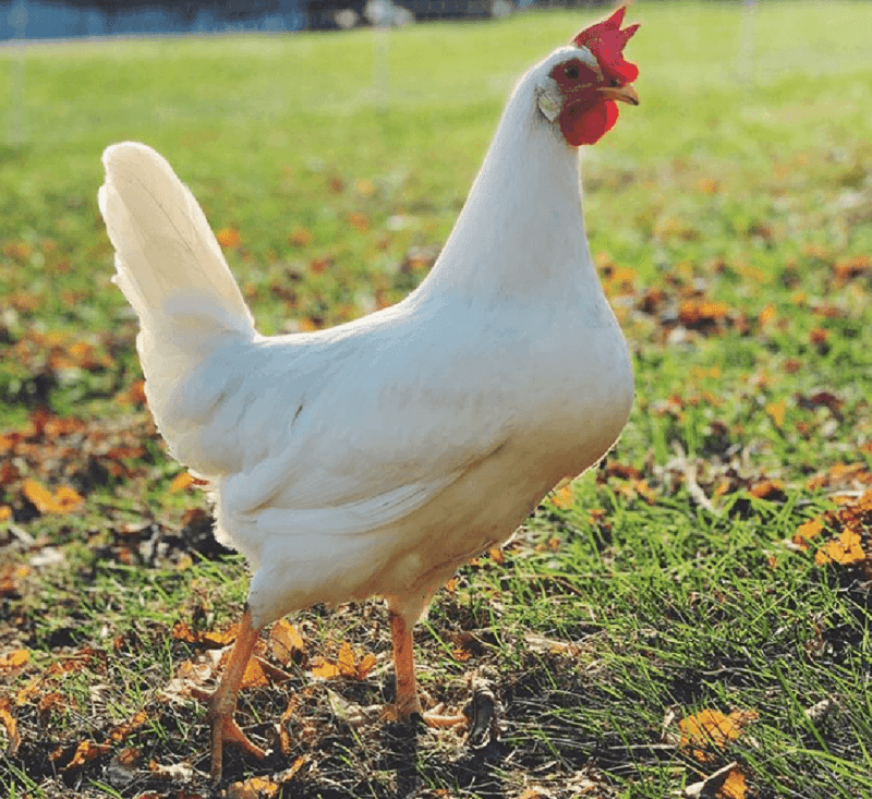 Chicken (Leghorn)