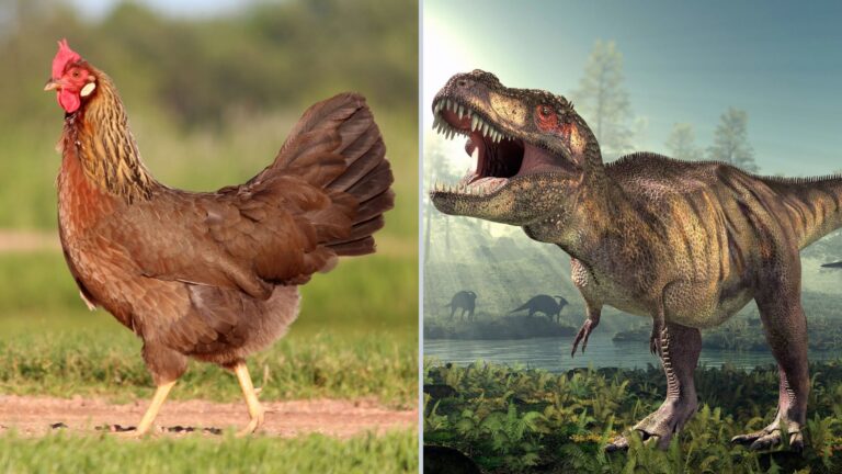 Chickens And T. Rex 15 Fascinating Facts About Their Shared DNA
