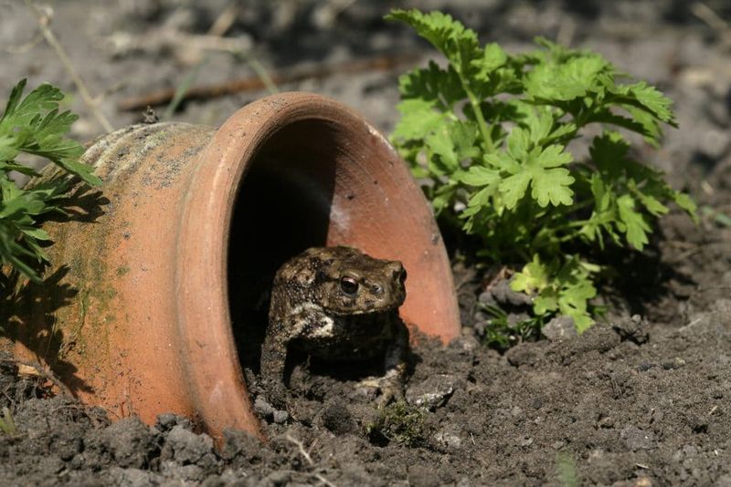 Toads: Amphibian Bug Busters