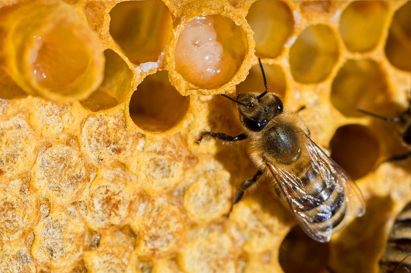 Honey Bees: Tiny Workers With Sweet Rewards