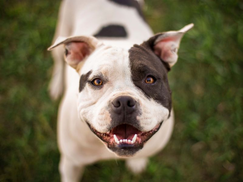 American Pit Bull Terrier