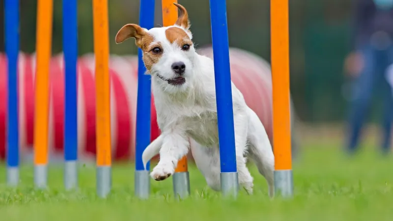 Jack Russell Terrier