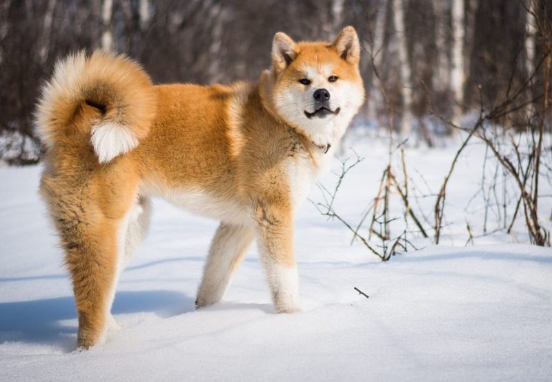 Akita