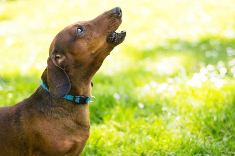 Dachshund