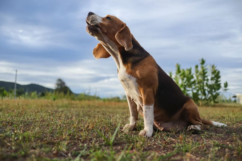 Beagle
