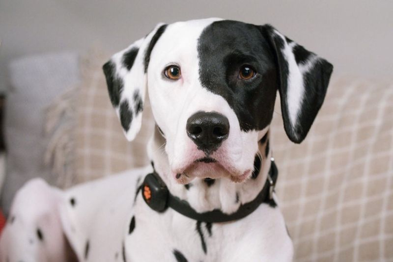 Dalmatian 