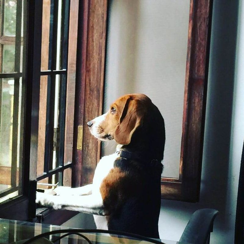 Beagle