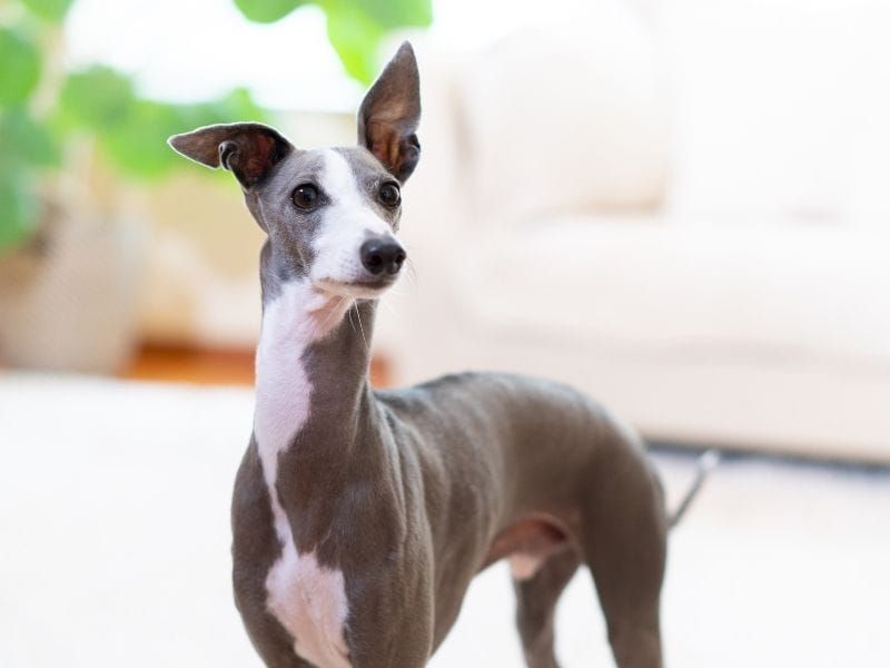 Italian Greyhound: Miniature Marvels