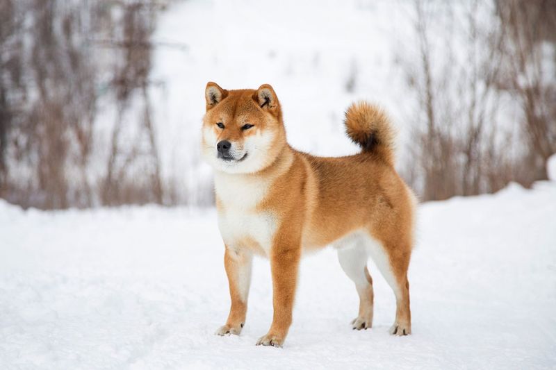 Shiba Inu Sass Masters