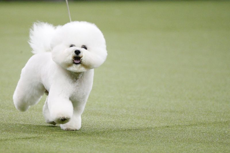 Bichon Frise Powder Puffs