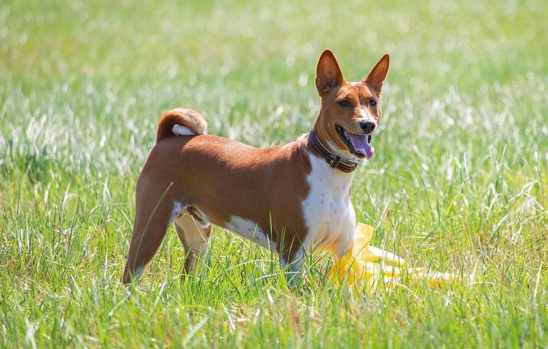 Basenji: The Independent Thinker