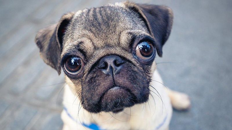 Pug: The Gentle-Mouthed Companion