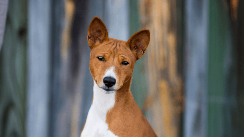 Basenji