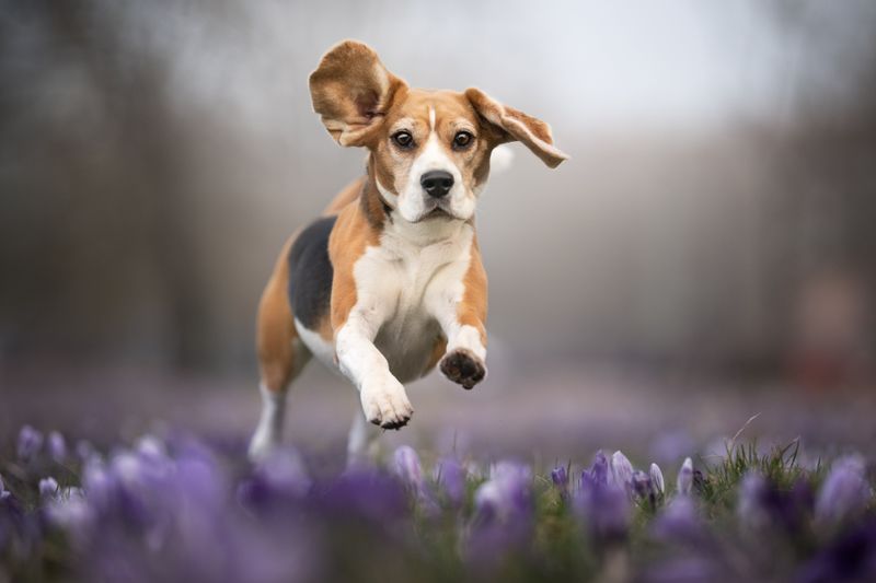Beagles