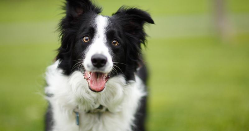 Border Collies: Too Smart For Suburbia
