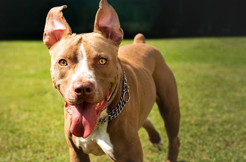 Pit Bulls: Victims Of Bad Press