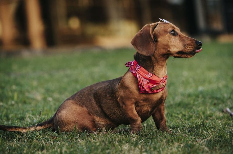 Dachshunds: Stubborn Hunters In Sausage Form